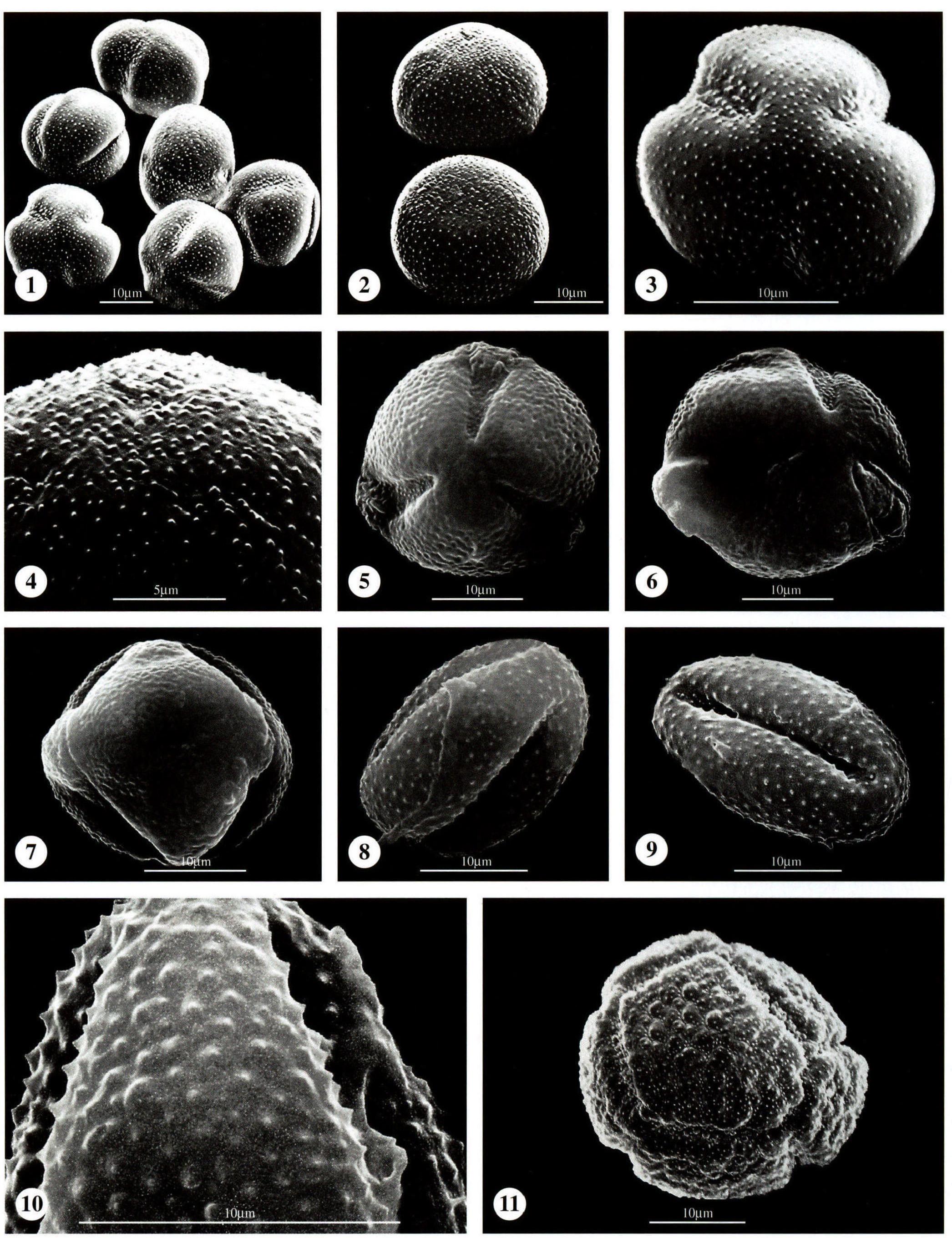 图版8 毛茛科 Ranunculaceae